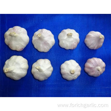 New Crop Garlic Hot Sale